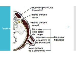 Inervación
Músculos epaxiales (Espalda)
Están inervados por ramas primarias dorsales.
Músculos hipaxiales (extremidades y
pared del cuerpo)
Están inervados por ramas primarias ventrales
 