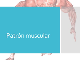 Patrón muscular
 