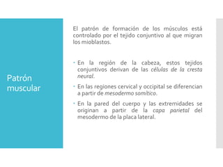 Patrón
muscular
El patrón de formación de los músculos está
controlado por el tejido conjuntivo al que migran
los mioblastos.
 En la región de la cabeza, estos tejidos
conjuntivos derivan de las células de la cresta
neural.
 En las regiones cervical y occipital se diferencian
a partir de mesodermo somítico.
 En la pared del cuerpo y las extremidades se
originan a partir de la capa parietal del
mesodermo de la placa lateral.
 