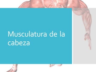 Musculatura de la
cabeza
 