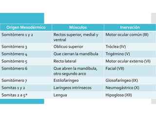 Musculatura
de la cabeza
 Todos los músculos voluntarios de esta región,
derivan del mesodermo paraxial (somitómeros y
somitas) incluyendo la musculatura de la lengua,
los ojos y los arcos faríngeos
 El tejido conjuntivo deriva de la cresta neural.
Origen Mesodérmico Músculos Inervación
Somitómero 1 y 2 Rectos superior, medial y
ventral
Motor ocular común (III)
Somitómero 3 Oblicuo superior Tróclea (IV)
Somitómero 4 Que cierran la mandíbula Trigémino (V)
Somitómero 5 Recto lateral Motor ocular externo (VI)
Somitómero 6 Que abren la mandíbula,
otro segundo arco
Facial (VII)
Somitómero 7 Estilofaríngeo Glosofaríngeo (IX)
Somitas 1 y 2 Laríngeos intrínsecos Neumogástrico (X)
Somitas 2 a 5* Lengua Hipogloso (XII)
 