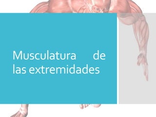Musculatura de
las extremidades
 