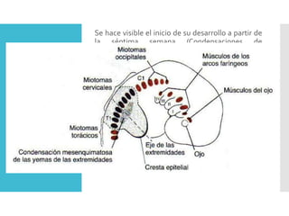 Musculatura
de las
extremidades
Se hace visible el inicio de su desarrollo a partir de
la séptima semana (Condensaciones de
mesénquima que se encuentra próximo a la base
de los esbozos)
 El mesénquima deriva de las células
dorsolaterales de los somitas que emigran hacia
el primordio de las extremidades para formar los
músculos.
 Al alargarse los esbozos apendiculares, el tejido
muscular se desdobla en sus componentes flexor
y extensor
 