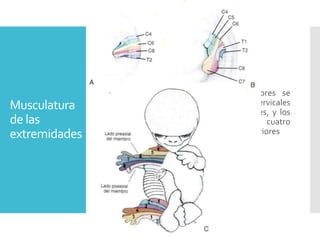 Musculatura
de las
extremidades
Los esbozos de los miembros superiores se
encuentran frente a los cinco segmentos cervicales
inferiores y a los dos torácicos superiores, y los
dos miembros inferiores, frente a los cuatro
lumbares inferiores y a los dos sacros superiores
 