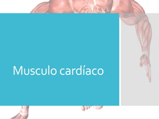 Musculo cardíaco
 