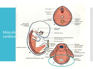 Músculo
cardíaco
Se desarrolla a partir del mesodermo visceral que
rodea el tubo cardíaco endotelial.
 Los mioblastos se adhieren entre ellos mediante
uniones que se desarrollan en discos
intercalares. Estos haces llamados fibras de
Purkinje, forman el sistema conductor del
corazón.
 