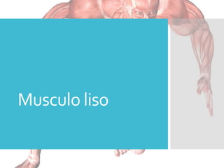 Musculo liso
 