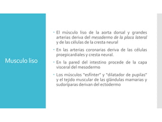 Musculo liso
 El músculo liso de la aorta dorsal y grandes
arterias deriva del mesodermo de la placa lateral
y de las células de la cresta neural
 En las arterias coronarias deriva de las células
proepicardiales y cresta neural.
 En la pared del intestino procede de la capa
visceral del mesodermo
 Los músculos “esfínter” y “dilatador de pupilas”
y el tejido muscular de las glándulas mamarias y
sudoríparas derivan del ectodermo
 