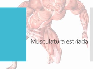 Musculatura estriada
 