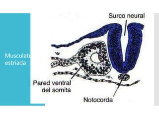 Musculatura
estriada
Musculatura de la cabeza procedente de
siete somitómeros segmentados de células
mesenquimatosas Mesodermo paraxial
Musculatura de esqueleto axial, pared del cuerpo
y extremidades procedente de las somitas
Segmentación
proceso de epitelización
Esclerotoma Pelota de células epiteliales
 