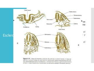 Esclerotoma
La región ventral del somita se vuelve
mesenquimatosa y forma el esclerotoma (forma
costillas y vertebras)
1. La región dorsal del esclerotoma forma el
dermatoma y los labios ventrolateral (LVL) y
dorsomedial (LDM)
2. Las células de LVL y LDM migran hacia el
dermatoma para formar el dermomiotoma
 