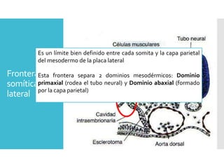 Frontera
somítica
lateral
Es un límite bien definido entre cada somita y la capa parietal
del mesodermo de la placa lateral
Esta frontera separa 2 dominios mesodérmicos: Dominio
primaxial (rodea el tubo neural) y Dominio abaxial (formado
por la capa parietal)
 