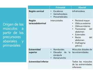 Origen de los
músculos a
partir de los
precursores
abaxiales y
primaxiales
Primaxial Abaxial
Región cervical • Escalenos
• Geniohioideos
• Prevertebrales
Infrahioideos
Región
toracoabdominal
Intercostales • Pectoral mayor
• Oblicuo externo
• Oblicuo interno
• Transverso del
abdomen
• Esternales
• Recto del
abdomen
• Diafragma
pélvico
Extremidad
superior
• Romboides
• Elevador de la
escápula
• Dorsal ancho
Músculos distales de
las extremidades
Extremidad inferior Todos los músculos
de las extremidades
inferiores
 