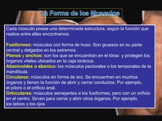 Cada músculo posee una determinada estructura, según la función que
realice entre ellas encontramos:
Fusiformes: músculos con forma de huso. Son gruesos en su parte
central y delgados en los extremos.
Planos y anchos: son los que se encuentran en el tórax y protegen los
órganos vitales ubicados en la caja torácica.
Abanicoides o abanico: los músculos pectorales o los temporales de la
mandíbula.
Circulares: músculos en forma de aro. Se encuentran en muchos
órganos y tienen la función de abrir y cerrar conductos. Por ejemplo,
el píloro o el orificio anal.
Orbiculares: músculos semejantes a los fusiformes, pero con un orificio
en el centro. Sirven para cerrar y abrir otros órganos. Por ejemplo,
los labios y los ojos
 