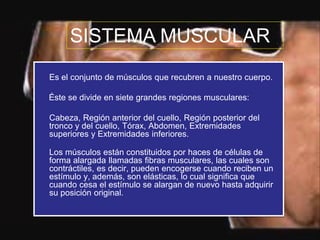 Es el conjunto de músculos que recubren a nuestro cuerpo.
Éste se divide en siete grandes regiones musculares:
Cabeza, Región anterior del cuello, Región posterior del
tronco y del cuello, Tórax, Abdomen, Extremidades
superiores y Extremidades inferiores.
Los músculos están constituidos por haces de células de
forma alargada llamadas fibras musculares, las cuales son
contráctiles, es decir, pueden encogerse cuando reciben un
estímulo y, además, son elásticas, lo cual significa que
cuando cesa el estímulo se alargan de nuevo hasta adquirir
su posición original.
SISTEMA MUSCULAR
 