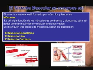 El sistema muscular está formado por músculos y tendones.
Músculos
La principal función de los músculos es contraerse y alongarse, para así
poder generar movimiento y realizar funciones vitales.
Se distinguen tres grupos de músculos, según su disposición:
• El Músculo Esquelético
• El Músculo Liso
• El Músculo Cardíaco
 