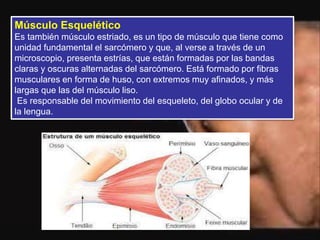 Músculo Esquelético
Es también músculo estriado, es un tipo de músculo que tiene como
unidad fundamental el sarcómero y que, al verse a través de un
microscopio, presenta estrías, que están formadas por las bandas
claras y oscuras alternadas del sarcómero. Está formado por fibras
musculares en forma de huso, con extremos muy afinados, y más
largas que las del músculo liso.
Es responsable del movimiento del esqueleto, del globo ocular y de
la lengua.
 