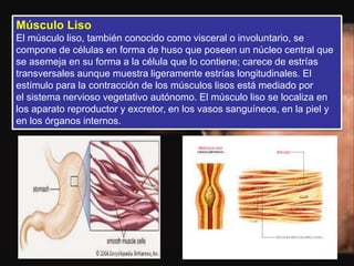 Músculo Liso
El músculo liso, también conocido como visceral o involuntario, se
compone de células en forma de huso que poseen un núcleo central que
se asemeja en su forma a la célula que lo contiene; carece de estrías
transversales aunque muestra ligeramente estrías longitudinales. El
estímulo para la contracción de los músculos lisos está mediado por
el sistema nervioso vegetativo autónomo. El músculo liso se localiza en
los aparato reproductor y excretor, en los vasos sanguíneos, en la piel y
en los órganos internos.
 
