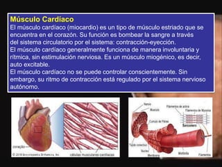 Músculo Cardíaco
El músculo cardíaco (miocardio) es un tipo de músculo estriado que se
encuentra en el corazón. Su función es bombear la sangre a través
del sistema circulatorio por el sistema: contracción-eyección.
El músculo cardíaco generalmente funciona de manera involuntaria y
rítmica, sin estimulación nerviosa. Es un músculo miogénico, es decir,
auto excitable.
El músculo cardíaco no se puede controlar conscientemente. Sin
embargo, su ritmo de contracción está regulado por el sistema nervioso
autónomo.
 