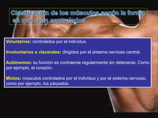 Voluntarios: controlados por el individuo.
Involuntarios o viscerales: dirigidos por el sistema nervioso central.
Autónomos: su función es contraerse regularmente sin detenerse. Como
por ejemplo, el corazón.
Mixtos: músculos controlados por el individuo y por el sistema nervioso,
como por ejemplo, los párpados.
 