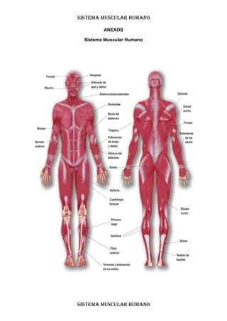 SISTEMA MUSCULAR HUMANO

         ANEXOS

  Sistema Muscular Humano




SISTEMA MUSCULAR HUMANO
 