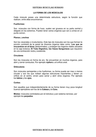 SISTEMA MUSCULAR HUMANO

                      LA FORMA DE LOS MÚSCULOS

Cada músculo posee una determinada estructura, según la función que
realicen, entre ellas encontramos:

Fusiformes:

Son músculos con forma de huso, suelen ser gruesos en su parte central y
delgado en los extremos. Pueden tener varios orígenes que van a unirse en un
punto común.

Planos y anchos

Son los viscerales o involuntarios. Este tipo de músculos son los que forman la
porción contráctil de la pared de diversos órganos tales como: Los que se
encuentran en el tórax (abdominales), y protegen los órganos vitales ubicados
en la caja torácica, El Tubo Digestivo, los Vasos Sanguíneos que requieren
de una contracción recta y sostenida.

Circulares

Son los músculos en forma de aro. Se encuentran en muchos órganos, para
abrir y cerrar conductos. Por ejemplo elpíloro u el orificio anal.

Orbiculares

Son músculos semejantes a los fusiformes, su forma puede ser mas o menos
circular y son los que rodean algunas estructuras importantes y tienen un
orificio en el centro, sirven para cerrar y abrir otros órganos. Por ejemplo
los labios y los ojos.

Cortos:

Son aquellos que independientemente de su forma tienen muy poca longitud
buenos ejemplares son los de la Cabeza y la Cara.

Mixtos: músculos controlados por el individuo y por sistema nervioso, por
ejemplo los parpados.




                     SISTEMA MUSCULAR HUMANO
 