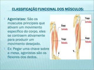  Agonistas: São os
músculos principais que
ativam um movimento
específico do corpo, eles
se contraem ativamente
para produzir um
movimento desejado.
 Ex: Pegar uma chave sobre
a mesa, agonistas são os
flexores dos dedos.
 