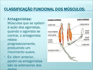  Antagonistas:
Músculos que se opõem
à ação dos agonistas,
quando o agonista se
contrai, o antagonista
relaxa
progressivamente,
produzindo um
movimento suave.
 Ex: idem anterior,
porém os antagonistas
são os extensores dos
 