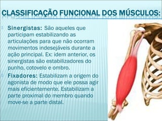 Sinergistas: São aqueles que
participam estabilizando as
articulações para que não ocorram
movimentos indesejáveis durante a
ação principal. Ex: idem anterior, os
sinergistas são estabilizadores do
punho, cotovelo e ombro.
 Fixadores: Estabilizam a origem do
agonista de modo que ele possa agir
mais eficientemente. Estabilizam a
parte proximal do membro quando
move-se a parte distal.
 