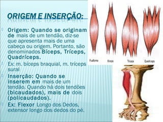 Origem: Quando se originam
de mais de um tendão, diz-se
que apresenta mais de uma
cabeça ou origem. Portanto, são
denominados Bíceps, Tríceps,
Quadríceps.
 Ex: m. bíceps braquial, m. tríceps
sural
 Inserção: Quando se
inserem em mais de um
tendão. Quando há dois tendões
(bicaudados), mais de dois
(policaudados).
 Ex: Flexor Longo dos Dedos,
extensor longo dos dedos do pé.
 