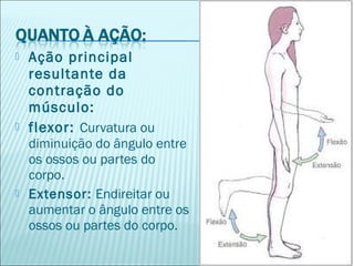  Ação principal
resultante da
contração do
músculo:
 flexor: Curvatura ou
diminuição do ângulo entre
os ossos ou partes do
corpo.
 Extensor: Endireitar ou
aumentar o ângulo entre os
ossos ou partes do corpo.
 