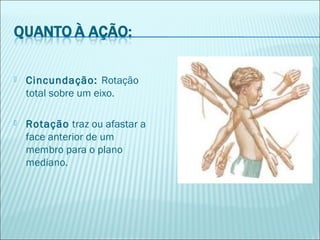  Cincundação: Rotação
total sobre um eixo.
 Rotação traz ou afastar a
face anterior de um
membro para o plano
mediano.
 
