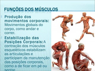  Produção dos
movimentos corporais:
Movimentos globais do
corpo, como andar e
correr.
 Estabilização das
Posições Corporais:A
contração dos músculos
esqueléticos estabilizam
as articulações e
participam da manutenção
das posições corporais,
como a de ficar em pé ou
 