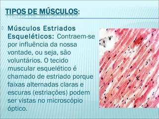  Músculos Estriados
Esqueléticos: Contraem-se
por influência da nossa
vontade, ou seja, são
voluntários. O tecido
muscular esquelético é
chamado de estriado porque
faixas alternadas claras e
escuras (estriações) podem
ser vistas no microscópio
óptico.
 