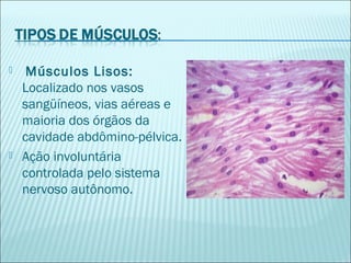  Músculos Lisos:
Localizado nos vasos
sangüíneos, vias aéreas e
maioria dos órgãos da
cavidade abdômino-pélvica.
 Ação involuntária
controlada pelo sistema
nervoso autônomo.  
 