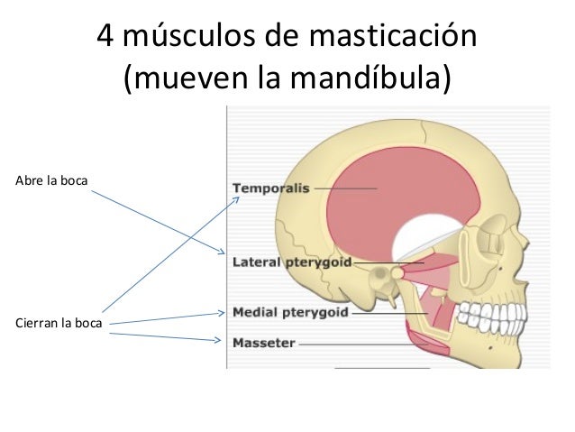 Sistema muscular (masticacion y expresion facial)