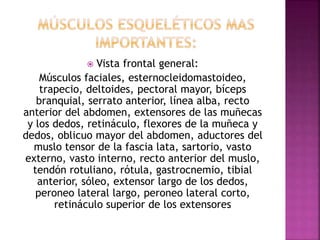  Vista frontal general:
Músculos faciales, esternocleidomastoideo,
trapecio, deltoides, pectoral mayor, bíceps
branquial, serrato anterior, línea alba, recto
anterior del abdomen, extensores de las muñecas
y los dedos, retináculo, flexores de la muñeca y
dedos, oblicuo mayor del abdomen, aductores del
muslo tensor de la fascia lata, sartorio, vasto
externo, vasto interno, recto anterior del muslo,
tendón rotuliano, rótula, gastrocnemio, tibial
anterior, sóleo, extensor largo de los dedos,
peroneo lateral largo, peroneo lateral corto,
retináculo superior de los extensores
 