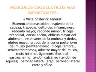  Vista posterior general:
Esternocleidomastoideo, esplenio de la
cabeza, trapecio, deltoides infraespinoso,
redondo mayor, redondo menor, tríceps
branquial, dorsal ancho, oblicuo mayor del
abdomen, extensores de la muñeca y dedos,
glúteo mayor, grupos de la corva posteriores
del muslo (semitendinoso, bíceps femoral,
semimembranoso), aductor mayor del muslo,
recto interno, ligamento iliotibial,
gastrocnemio, tendón calcáneo (tendón de
Aquiles), peroneo lateral largo, peroneo lateral
corto y sóleo.
 