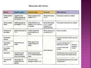 Músculos del tórax.
 