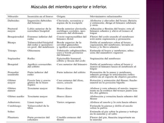 Músculos del miembro superior e inferior.
 