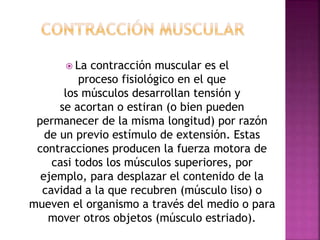  La contracción muscular es el
proceso fisiológico en el que
los músculos desarrollan tensión y
se acortan o estiran (o bien pueden
permanecer de la misma longitud) por razón
de un previo estímulo de extensión. Estas
contracciones producen la fuerza motora de
casi todos los músculos superiores, por
ejemplo, para desplazar el contenido de la
cavidad a la que recubren (músculo liso) o
mueven el organismo a través del medio o para
mover otros objetos (músculo estriado).
 