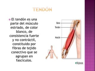  El tendón es una
parte del músculo
estriado, de color
blanco, de
consistencia fuerte
y no contráctil,
constituido por
fibras de tejido
conectivo que se
agrupan en
fascículos.
 