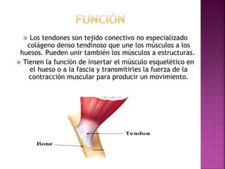  Los tendones son tejido conectivo no especializado
colágeno denso tendinoso que une los músculos a los
huesos. Pueden unir también los músculos a estructuras.
 Tienen la función de insertar el músculo esquelético en
el hueso o a la fascia y transmitirles la fuerza de la
contracción muscular para producir un movimiento.
 