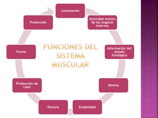 Locomoción
Actividad motora
de los órganos
internos
Información del
estado
fisiológico
Mímica
EstabilidadPostura
Producción de
calor
Forma
Protección
 
