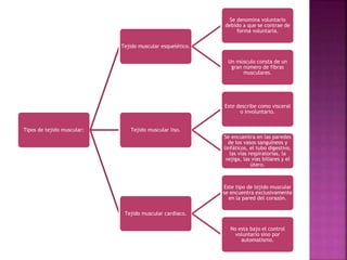 Tipos de tejido muscular:
Tejido muscular esquelético.
Se denomina voluntario
debido a que se contrae de
forma voluntaria.
Un músculo consta de un
gran número de fibras
musculares.
Tejido muscular liso.
Este describe como visceral
o involuntario.
Se encuentra en las paredes
de los vasos sanguíneos y
linfáticos, el tubo digestivo,
las vías respiratorias, la
vejiga, las vías biliares y el
útero.
Tejido muscular cardiaco.
Este tipo de tejido muscular
se encuentra exclusivamente
en la pared del corazón.
No esta bajo el control
voluntario sino por
automatismo.
 