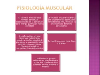 El sistemas muscular está
formado por células
especializadas en la conversión
de la energía química en fuerza
contráctil
La célula se encuentra cubierta
por una membrana estimulable
llamada sarcolema, mientras su
citoplasma se denomina
sarcoplasma.
Y en ella existen un gran
número de mitocondrias
grandes y muchos gránulos de
glucógeno, y una característica
especial es la presencia de
filamentos proteicos
contráctiles, los miofilamentos.
Se clasifican en dos tipos: finos
y gruesos.
Los filamentos gruesos
consisten en una proteína la
actina. Los filamentos finos
consisten en otra proteína la
miosina.
 