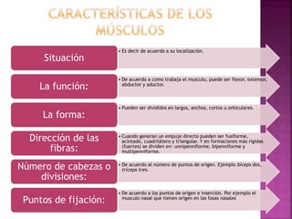 • Es decir de acuerdo a su localización.
Situación
• De acuerdo a como trabaja el musculo, puede ser flexor, extensor,
abductor y aductor.
La función:
• Pueden ser divididos en largos, anchos, cortos u orbiculares.
La forma:
• Cuando generan un empuje directo pueden ser fusiforme,
acintado, cuadrilátero y triangular. Y en formaciones más rígidas
(fuertes) se dividen en: unnipenniforme, bipenniforme y
multipenniforme.
Dirección de las
fibras:
• De acuerdo al número de puntos de origen. Ejemplo bíceps dos,
tríceps tres.Número de cabezas o
divisiones:
• De acuerdo a los puntos de origen e inserción. Por ejemplo el
musculo nasal que tienen origen en las fosas nasales
Puntos de fijación:
 