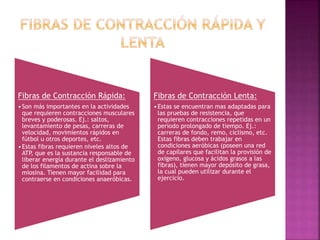 Fibras de Contracción Rápida:
•Son más importantes en la actividades
que requieren contracciones musculares
breves y poderosas. Ej.: saltos,
levantamiento de pesas, carreras de
velocidad, movimientos rápidos en
fútbol u otros deportes, etc.
•Estas fibras requieren niveles altos de
ATP, que es la sustancia responsable de
liberar energía durante el deslizamiento
de los filamentos de actina sobre la
miosina. Tienen mayor facilidad para
contraerse en condiciones anaeróbicas.
Fibras de Contracción Lenta:
•Estas se encuentran mas adaptadas para
las pruebas de resistencia, que
requieren contracciones repetidas en un
período prolongado de tiempo. Ej.:
carreras de fondo, remo, ciclismo, etc.
Estas fibras deben trabajar en
condiciones aeróbicas (poseen una red
de capilares que facilitan la provisión de
oxígeno, glucosa y ácidos grasos a las
fibras), tienen mayor depósito de grasa,
la cual pueden utilizar durante el
ejercicio.
 