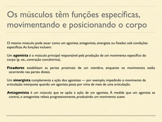 Os músculos têm funções específicas,
movimentando e posicionando o corpo
O mesmo músculo pode atuar como um agonista, antagonista, sinergista ou fixador, sob condições
específicas.As funções incluem:
Um agonista é o músculo principal responsável pela produção de um movimento específico do
corpo (p. ex., contração concêntrica).
Fixadores estabilizam as partes proximais de um membro, enquanto os movimentos estão
ocorrendo nas partes distais.
Um sinergista complementa a ação dos agonistas — por exemplo, impedindo o movimento da
articulação interposta quando um agonista passa por cima de mais de uma articulação.
Antagonista é um músculo que se opõe à ação de um agonista. À medida que um agonista se
contrai, o antagonista relaxa progressivamente, produzindo um movimento suave.
 
