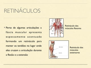 RETINÁCULOS
⦿ Perto de algumas articulações a
fáscia muscular apresenta
e s p e s s a m e n t o a c e n t u a d o
formando um retináculo para
manter os tendões no lugar onde
eles cruzam a articulação durante
a flexão e a extensão
Retináculo dos
músculos flexores
Retináculo dos
músculos
extensores
 